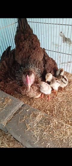 aseel Sindhi female with 3 chicks