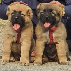 King Kurdish Kangal dog pair 3 months for sale security dog