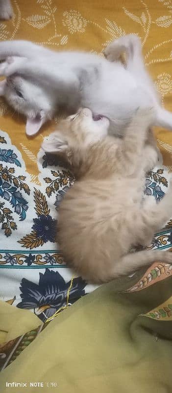 Persian kittens 5