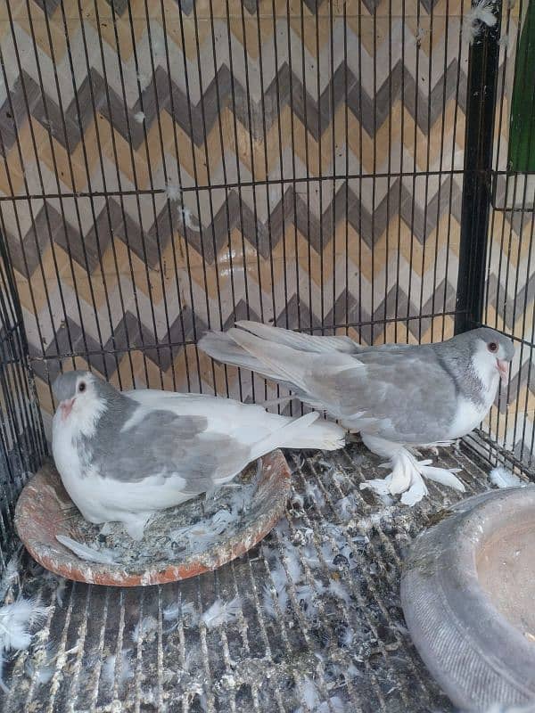 Sherazi young breeder pair for sale 0