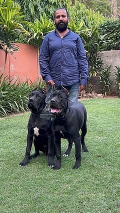 imported Cane corso puppies available for sale