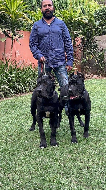 imported Cane corso puppies available for sale 1