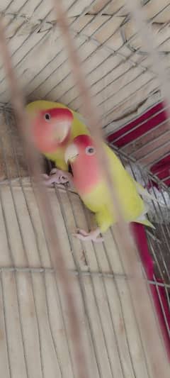 common lotino red eye breeder pair