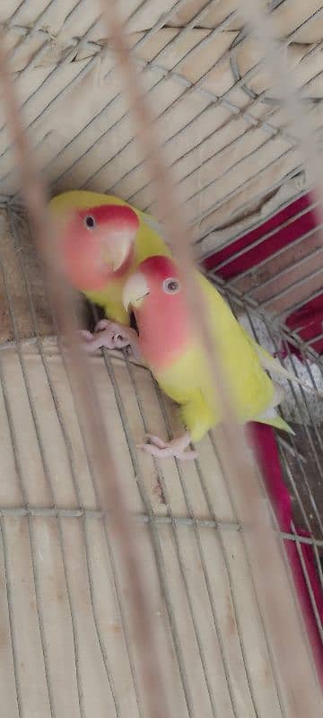 common lotino red eye breeder pair 0