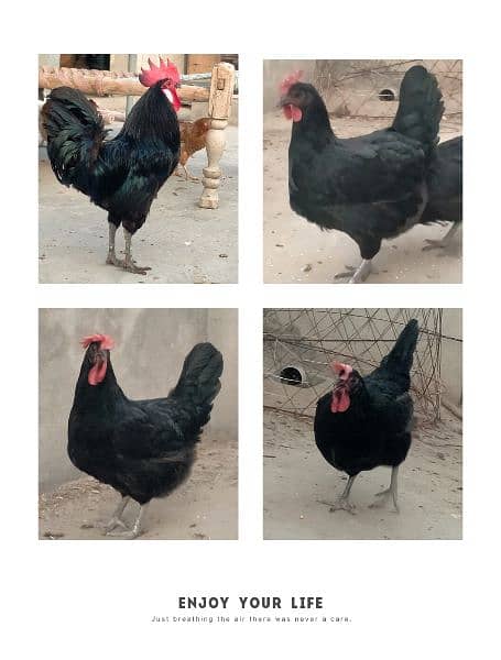 Australorp  fayomi misri fertile eggs 03341743563 WhatsApp 1