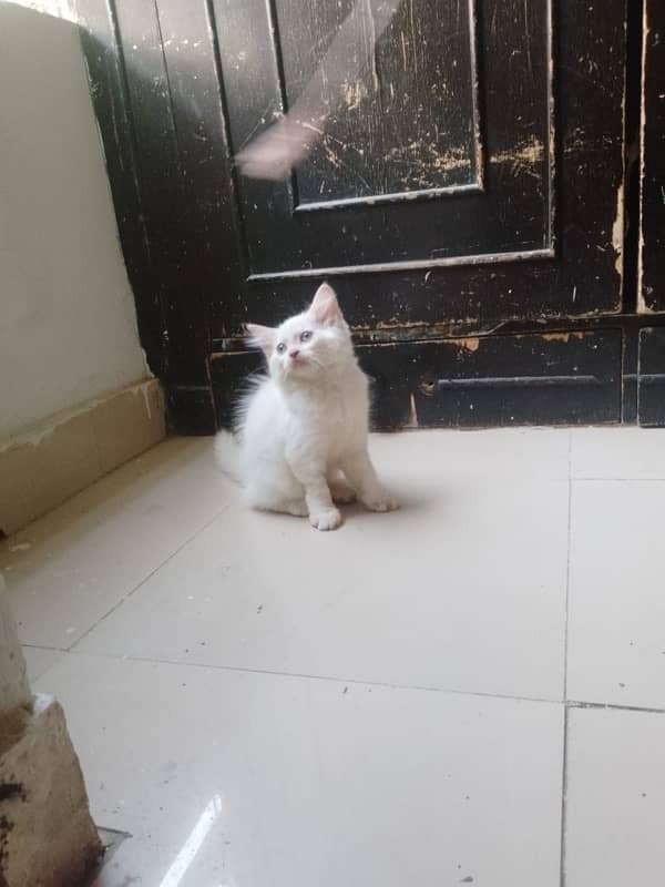 white persian kitten 1