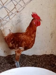 Golden misri murga for sale