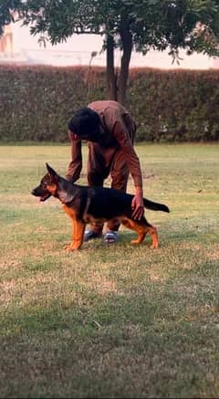 German Shepherd Pedigreed Puppies