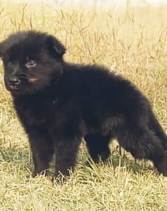 black German Shepherd puppies for sale