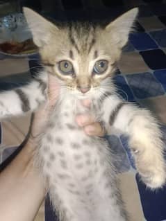 mix breed kitten for rehoming