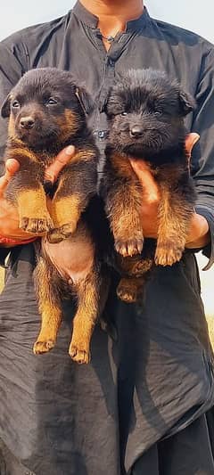 German Shepherd puppie for sale