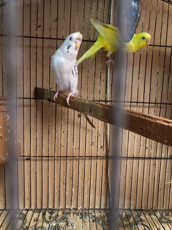 Australian parrots 3