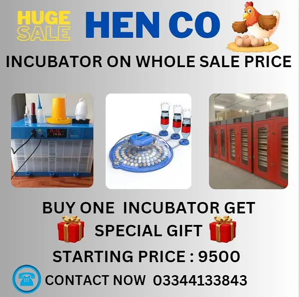Incubators |brooders for chicks|Incubator spare parts|Repairing center — photo 6