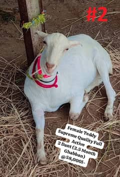 BAKRA BAKRI