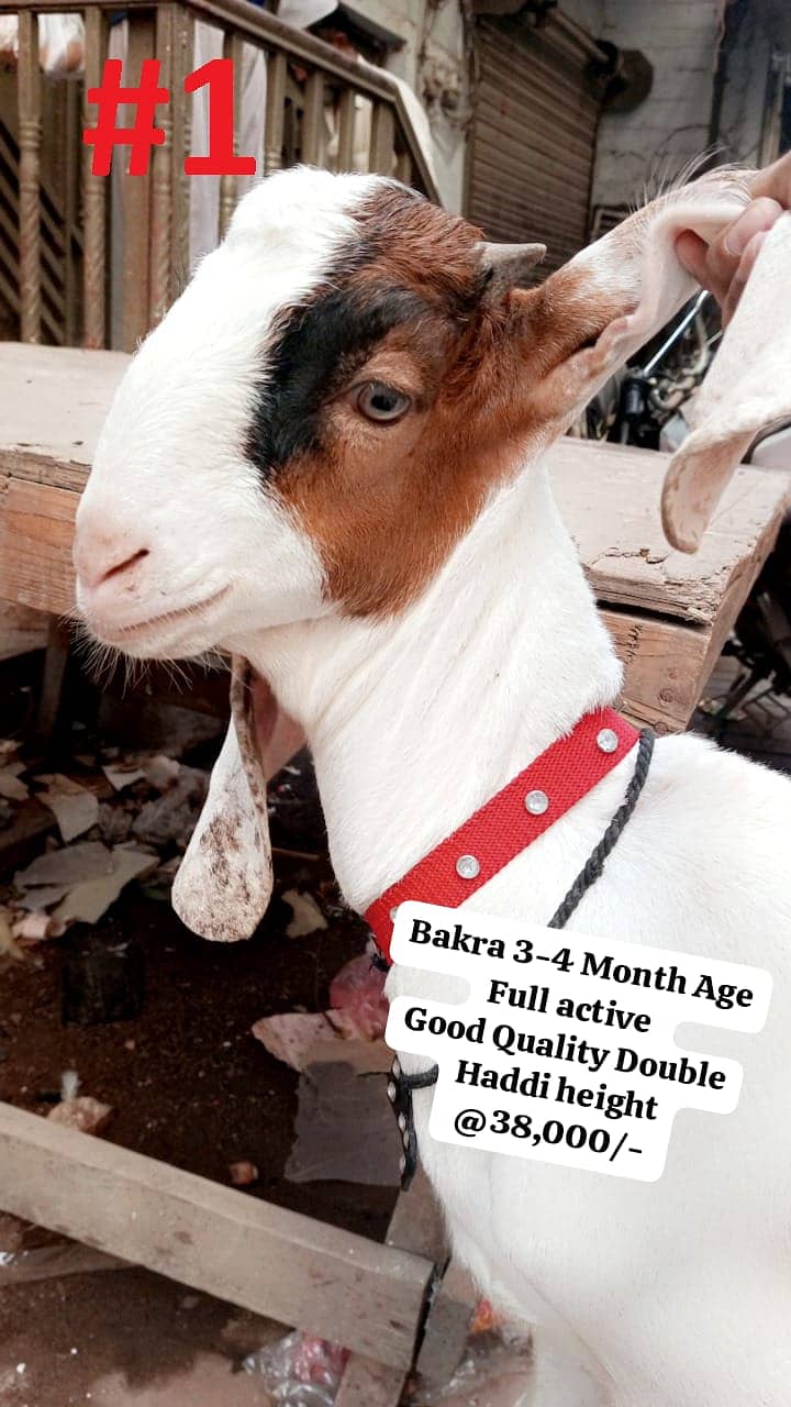 BAKRA BAKRI 2