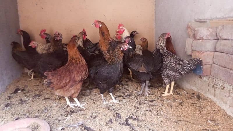 Golden Misri Hens / Desi Hens And Murgha Available 2