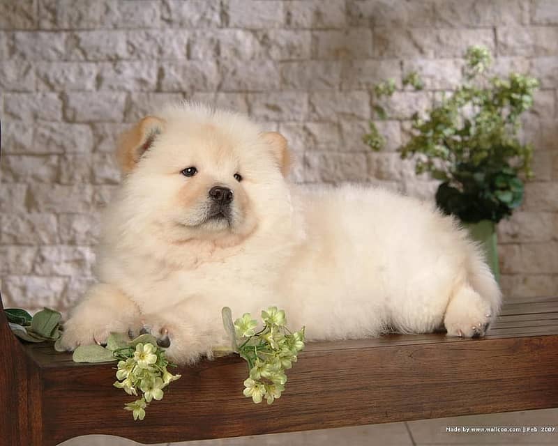 imported chow chow puppies available for sale  male female both avail 3