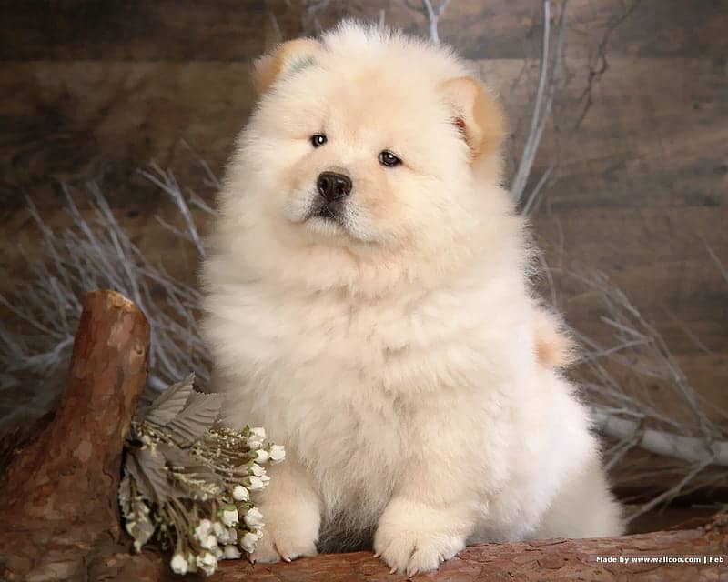 imported chow chow puppies available for sale  male female both avail 4