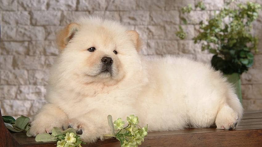 imported chow chow puppies available for sale  male female both avail 5