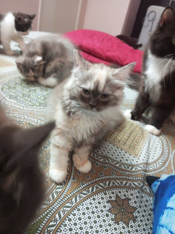 Persian kittens 2