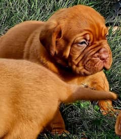 french mastiff puppies available for sale  male female both available