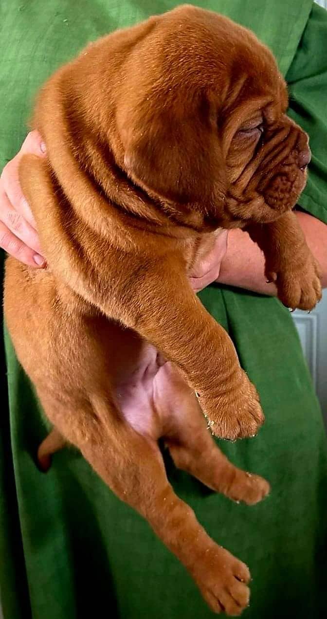 french mastiff puppies available for sale  male female both available 2