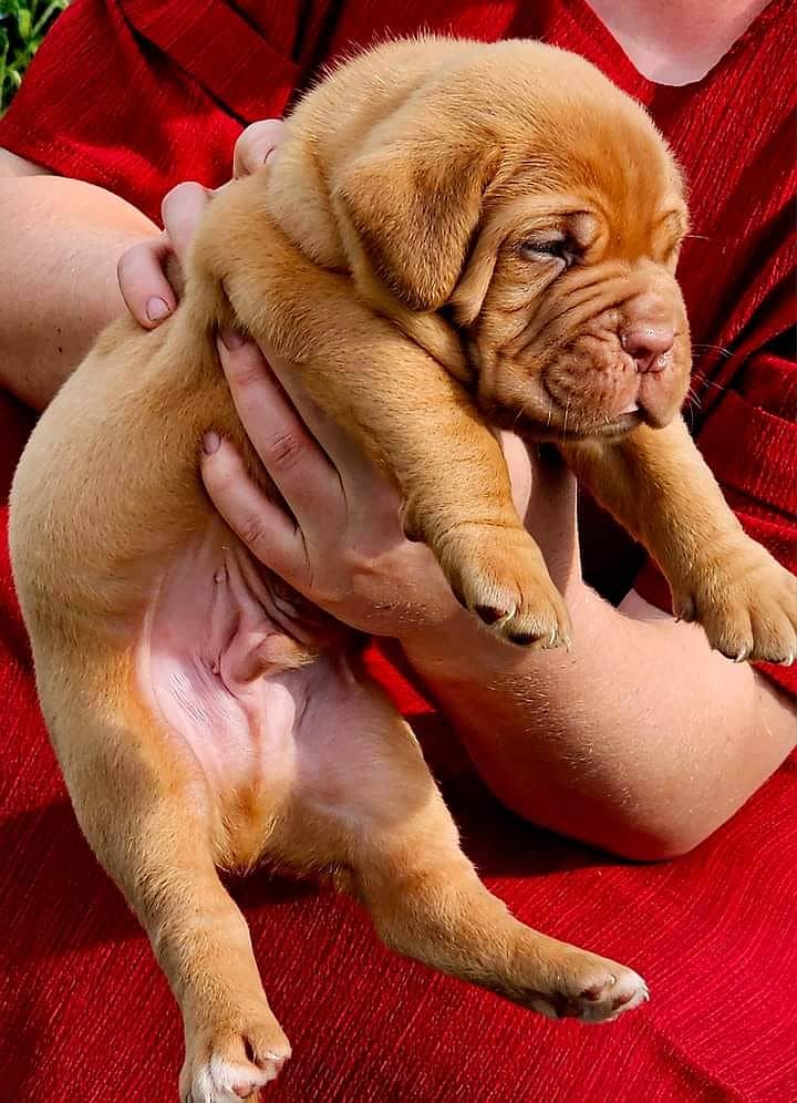 french mastiff puppies available for sale  male female both available 3