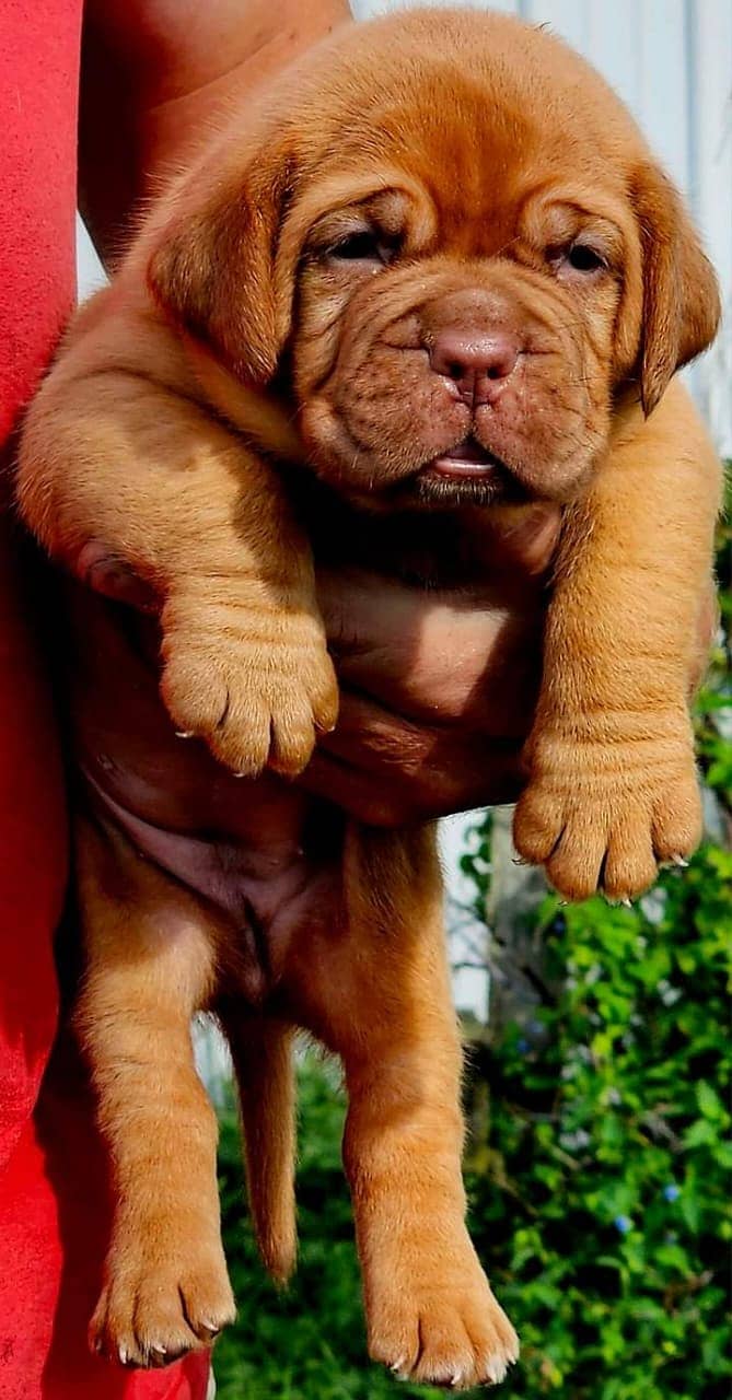 french mastiff puppies available for sale  male female both available 1