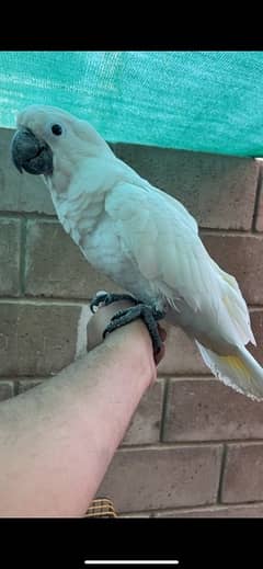 Umbrella Cockatoo