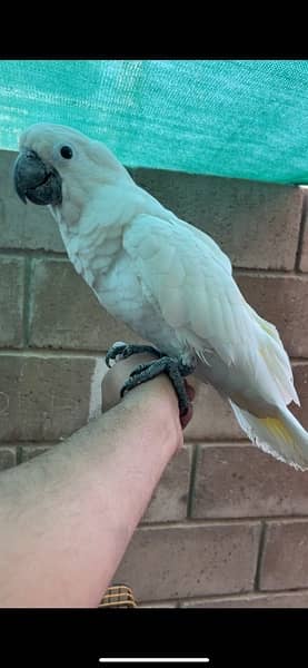 Umbrella Cockatoo 0