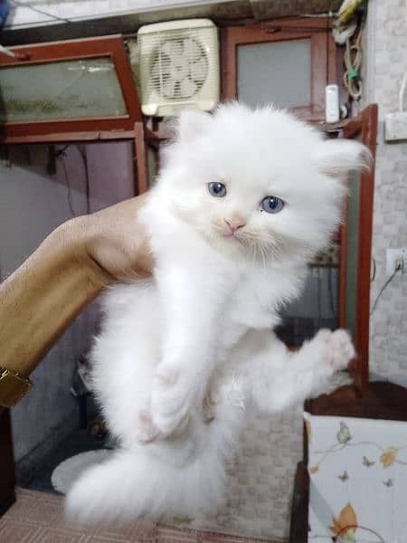 sell a Persian cat 0