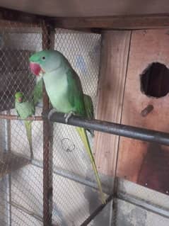 raw parrot male  big size