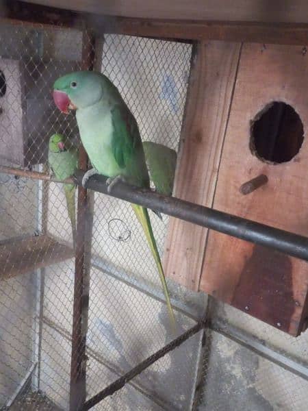 raw parrot male  big size 2