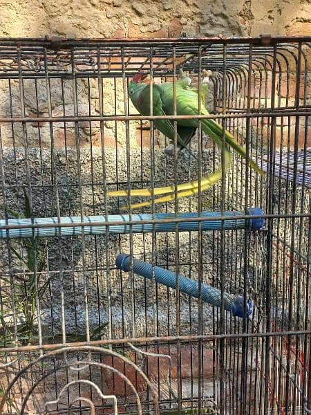 raw parrot male  big size 3