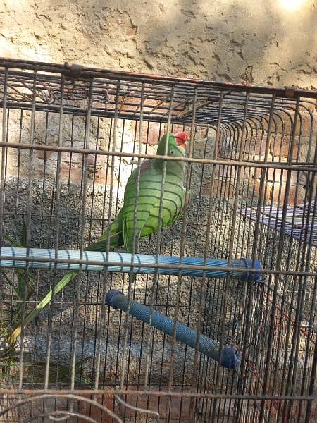 raw parrot male  big size 4