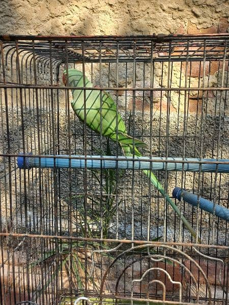 raw parrot male  big size 5