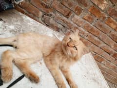 Male Persian Cat  Female Persian Cat  Kitten Urgent Sale Final Price