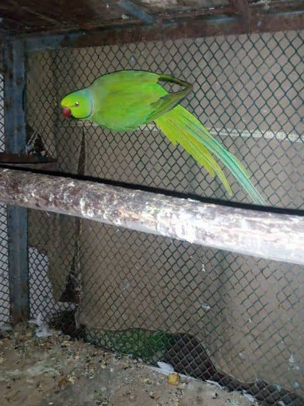 parrot for sale 0