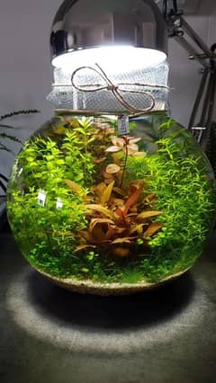 planted bowls and aquariums for fishes