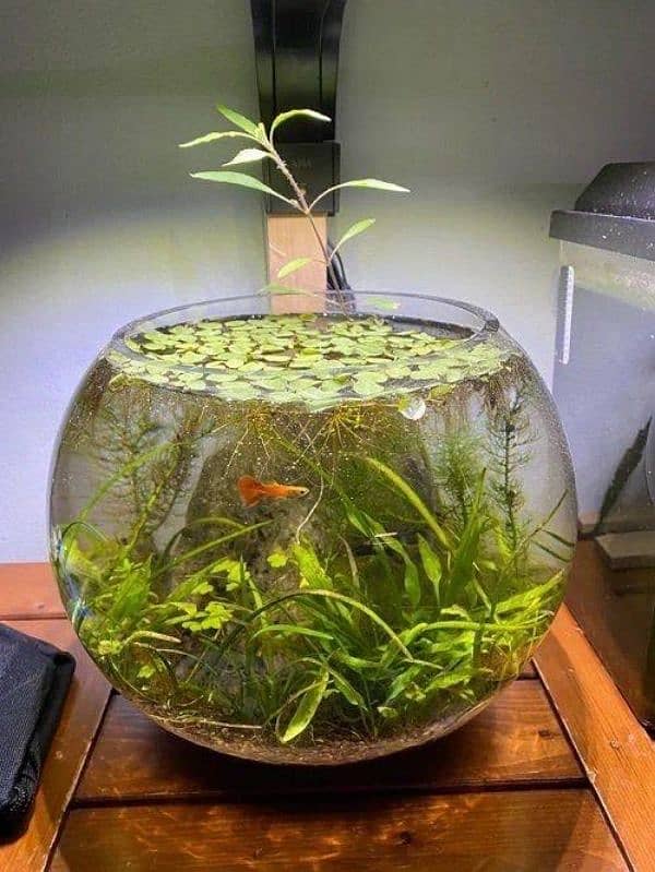 planted bowls for fishes 3