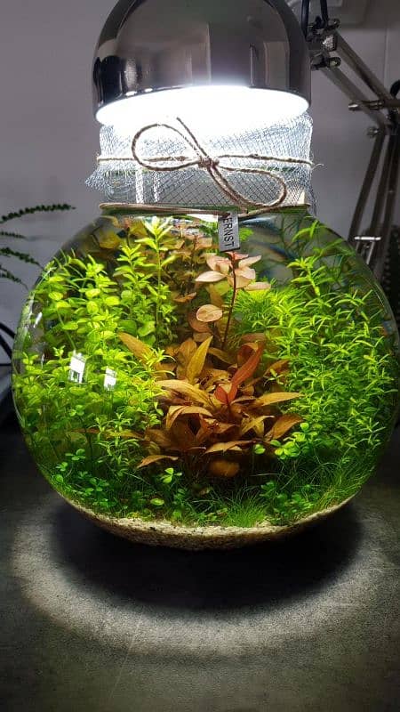 planted bowls for fishes 5