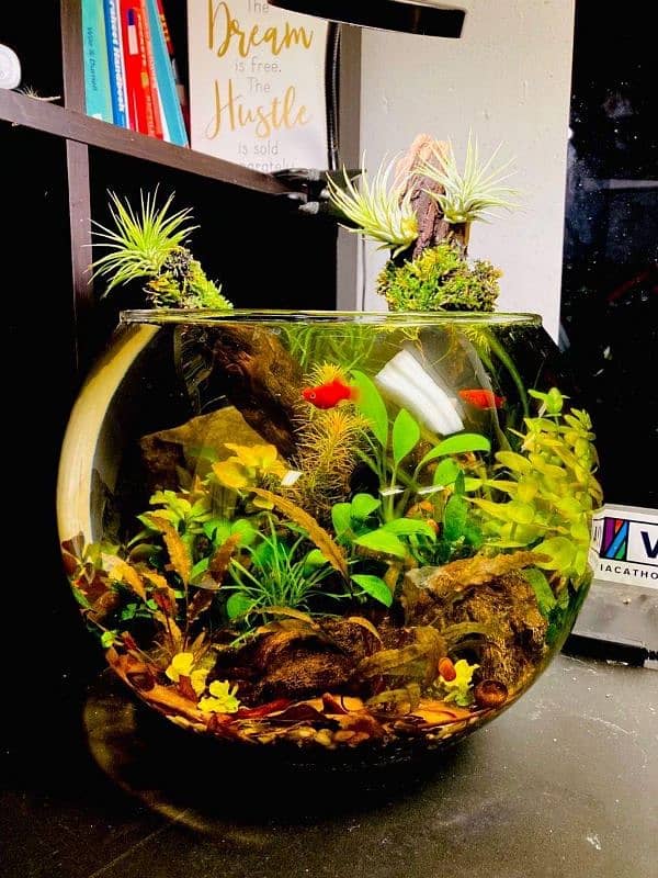 planted bowls for fishes 6