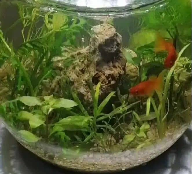 planted bowls for fishes 10