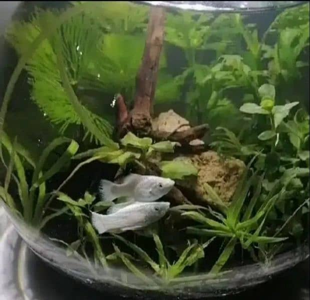 planted bowls for fishes 12