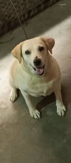 Quilty Labrador breeder female