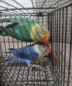 Love bird parblue female, Albino pastel and parblue pasteino,cremino