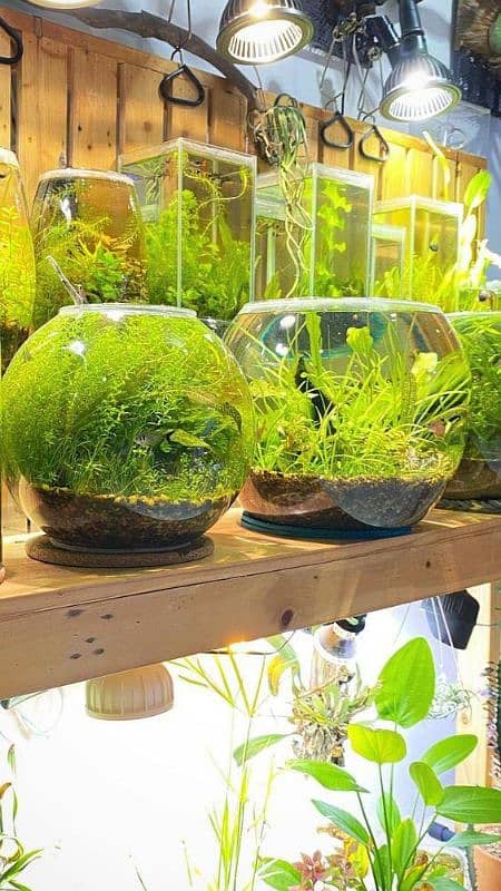 Planted bowls and tanks for fishes, planted aquarium, fish bowl, tank 4