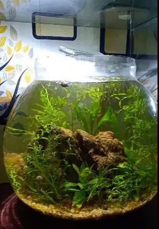 Planted bowls and tanks for fishes, planted aquarium, fish bowl, tank 9