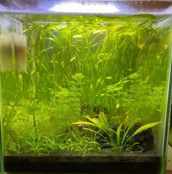 Planted bowls and tanks for fishes, planted aquarium, fish bowl, tank 12