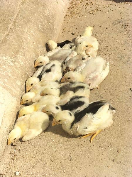 White O Shamo /Aseel chicks / king size / shamo chicks /high Quality 1